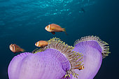 Maldives Anemonefish (Amphiprion nigripes), South Male Atoll, Indian Ocean, Maldives
