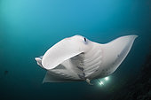 Reef Manta Ray (Manta alfredi), Ari Atoll, Indian Ocean, Maldives