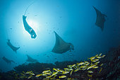 Reef Manta Ray (Manta alfredi), Ari Atoll, Indian Ocean, Maldives