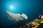 Reef Manta Ray (Manta alfredi), Ari Atoll, Indian Ocean, Maldives