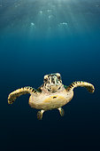 Hawksbill Sea Turtle (Eretmochelys imbricata), South Male Atoll, Indian Ocean, Maldives