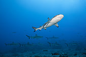 Pack of Grey Reef Shark (Carcharhinus amblyrhynchos), Tahiti, French Polynesia