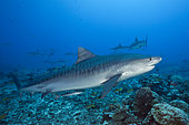 Tiger Shark (Galeocerdo cuvier), Tahiti, French Polynesia
