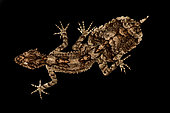 Central Queensland leaf-tailed gecko (Saltuarius salebrosus)