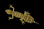 Granite leaf-tailed gecko (Saltuarius wyberba)