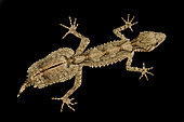 Northern leaf-tailed gecko (Saltuarius cornutus)