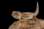 Persian wonder gecko (Teratoscincus keyserlingii)