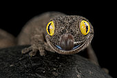 Western spiny-tailed gecko (Strophurus spinigerus)