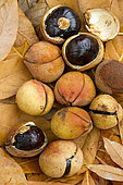Chinese horse chestnut (Aesculus chinensis) fruits
