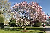 Saucer magnolia (Magnolia x soulangeana), Republic place, Strasbourg, Alsace, France