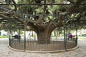 Mexican cypress (Cupressus lusitanica), Jardim do Príncipe Real, Lisbonne, Portugal