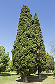 Mediterranean cypress (Cupressus sempervirens), Parque Eduardo VII, Lisdon, Portugal