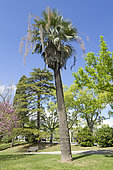 Mexican blue palm (Brahea armata), Parque Eduardo VII, Lisdon, Portugal