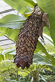 Abyssinian banana (Ensete ventricosum)