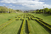 Common box (Buxus sempervirens), Eduardo VII park, Lisbon, Portugal