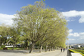South nettle tree (Celtis australis), Eduardo VII park, Lisbon, Portugal