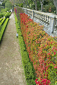 Paper-flower (Bougainvillea glabra), Ajuda botanic garden, Lisbon, Portugal