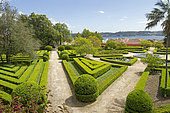 Common box (Buxus sempervirens), Ajuda botanic garden, Lisbon, Portugal