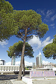 Stone pine (Pinus pinea), Park of Nations, Lisbon, Portugal