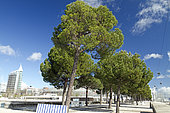 Stone pine (Pinus pinea), Park of Nations, Lisbon, Portugal