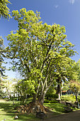 Ombu (Phytolacca dioica), Estrela garden, Lisbon, Portugal