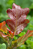Young reddish leaf (due to anthocyanins) of bach Oak (Quercus robur)
