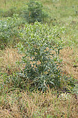 Field eryngo (Eryngium campestre)