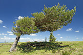 Scots pine (Pinus sylvestris) deformed by the wind, Puy Pariou, Puy-de-Dôme, France