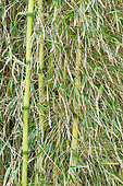 Chusquea bamboo (Chusquea gigantea) flowering before death