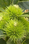 Female flower and stigmas of chestnut, (Castanea sativa)