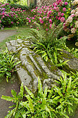 Scolopendre (Asplenium scolopendrium) et Hortensias (Hydrangea sp) autour d'une tombe
