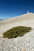 Dwarf juniper (Juniperus communis nana), Mont Ventoux, Vaucluse, France