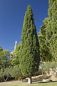 Mediterranean cypress (Cupressus sempervirens) Rocher des Doms, Avignon, Vaucluse, France