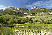 Vine (Vitis vinifera) in front of Dentelles de Montmirail, Lafare, Vaucluse, France