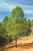 Maritime pine (Pinus pinaster), Colorado de Rustrel, Vaucluse, France