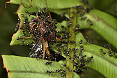 Ants (Formicidae sp) depicting an insect in the forest, Andasibe (Périnet), Alaotra-Mangoro Region, Madagascar