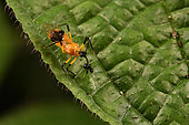 Masked hunter (Reduviidae sp) aspiring inside an ant, Andasibe (Périnet), Alaotra-Mangoro Region, Madagascar