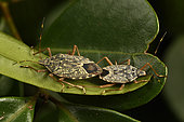 Bug (Pyrrhocoridae sp) mating on a leaf, Andasibe (Périnet), Région Alaotra-Mangoro, Madagascar