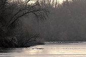 Common cranes (Grus grus) at rest, Eurasian wild boars (Sus scrofa) crossing the Loire in the foreground, France