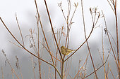 Corn Bunting (Emberiza calandra) on a branch, Loire riverbank, France