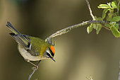 Firecrest (Regulus ignicapilla) male with orange crest during the breeding season, Burgundy, France