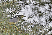 Night Heron (Nycticorax nycticorax) near its heron nesting colony on the Loire, France
