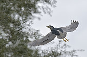 Night Heron (Nycticorax nycticorax) flying away, surprised, from its heron nesting colony on the banks of the Loire, France