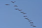 Common cranes (Grus grus) migrating to Scandinavia, Gallocanta Nature Reserve, Zaragoza, Aragón, Spain