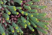 Little fir spurge (Euphorbia pithyusa), Biotope: Coastal platforms, on sands and rocks, Corsica, France