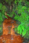 Source of Orezza: ferruginous water known since antiquity, Castagniccia, Corsica, France