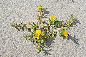 Variegated bugrane (Ononis variegata), Biotope: Coastal sand, Corsica, France