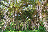 iSimangaliso Wetlands Park. This park, 3 300km² wide, is protecting various lakes and forests of raffia palm trees along the coast line. Because of its biodiversity, the park is part of the worldwide heritage of the UNESCO since 1999. Santa Lucia. Kwazulu Natal. South Africa