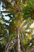 iSimangaliso Wetlands Park. This park, 3 300km² wide, is protecting various lakes and forests of raffia palm trees along the coast line. Because of its biodiversity, the park is part of the worldwide heritage of the UNESCO since 1999. Santa Lucia. Kwazulu Natal. South Africa