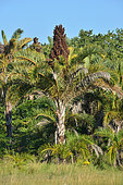 iSimangaliso Wetlands Park. The park, 3 300km² wide, is protecting a forest of raffia palm trees. This one is blooming and it will die after this. Santa Lucia. Kwazulu Natal. South Africa.
